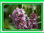 LOVELY LILACS