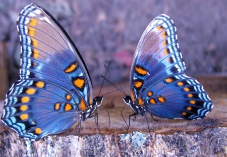 TWIN BLUES - insects, blue, wings, butterflies