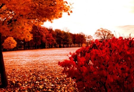 Autumn Fields - landscape, colors, tree, leaves