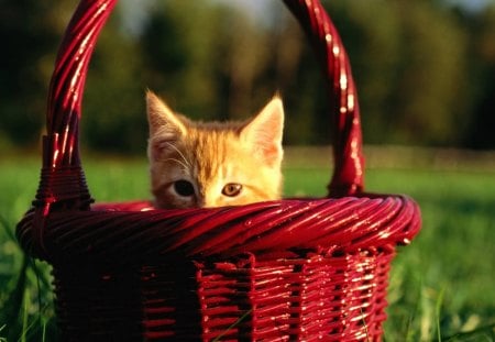 Basket Kitty - basket, looking, garden, small, cat