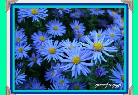 BLUE BLOOMS - flowers, blooms, nature, blue