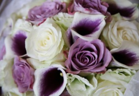 ~Roses and callalilies~ - purple, ivory, green, bouquet, callalily