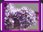 PURPLE LILACS