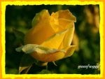 YELLOW ROSE