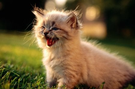 Lovely Kitty - roof, garden, posing, cat