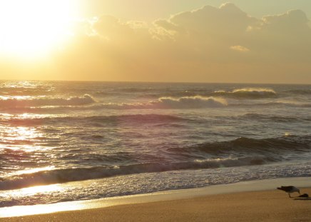 Golden Sunrise - ocean, sunrise, gull, outer banks