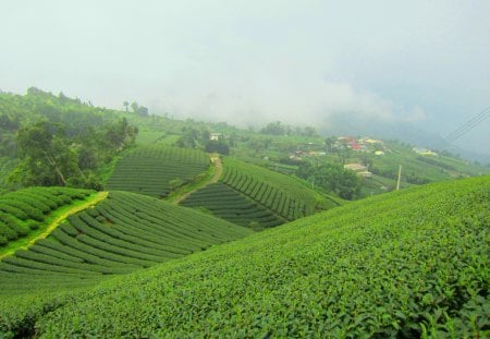 Tea plantations in the mountains - mountains, house, tea plantations, misty clouds