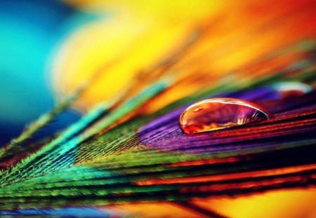 Colourful Feather - photo, colourful, feather, peacock