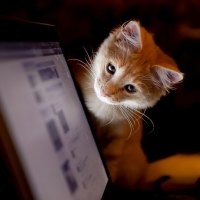 kitty on a desk