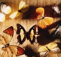 butterflies