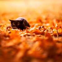kitty in autum leaves