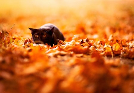 kitty in autum leaves - autumn leaves, animals, cats, kitty