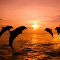 dolphin*s sunset