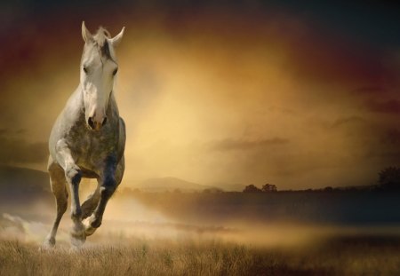 Running Horse Dust - running, brown, gold, pasture, dusty, horse, equestiran, dust, ranch, field, country, farm, amber