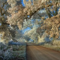 amazin frosty road in the countryside