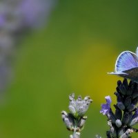 BLÄULING AUF LAVENDEL