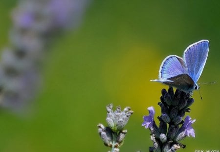 BL�ULING AUF LAVENDEL - lavendel, schmetterlinge, falter, butterflies