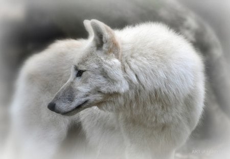 ARKTIC WOLVE - zoo, white, woelfe, wolve