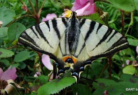 SEGELFALTER - schwalbenschwanz, tagfalter, falter, butterflies