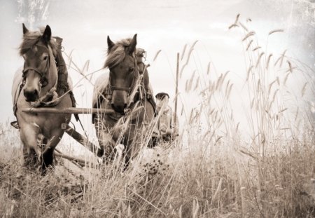 Hard Life - horses, landscape, beautiful, field, nature, art