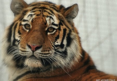 SIBERIAN TIGER - cats, zoo, tiger, raubkatzen