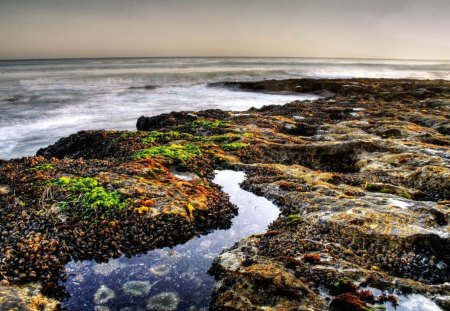 muscles attatched to coastal colorful rocks hdr - hdr, waves, sea, colors, muscles, rocks