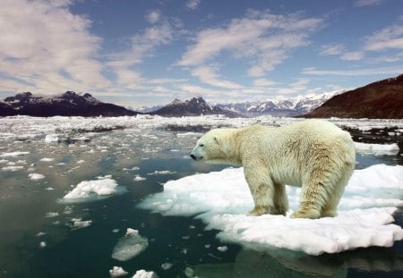 No global warming? - clouds, bear, ice, polar, sea, mountains