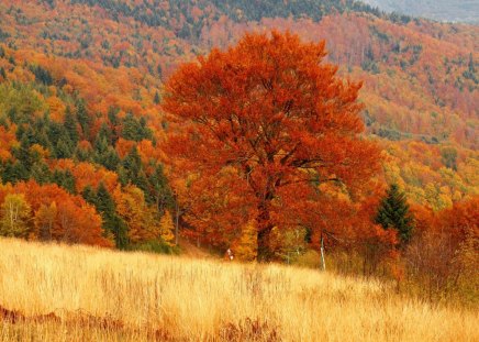 Autumn field - tree, forest, nature, autumn