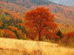 Autumn field