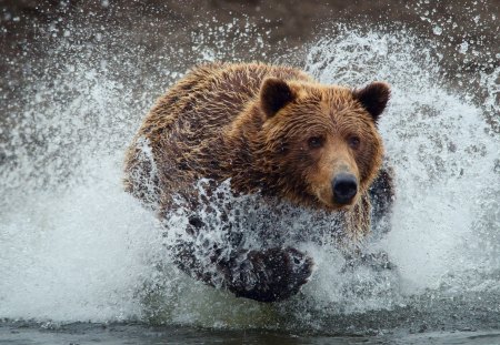 Bear - animal, grizzly, bear, wild