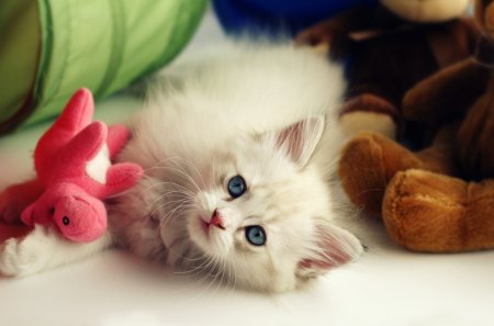 Playful cat - play, pet, animal, kitten, toy, cat