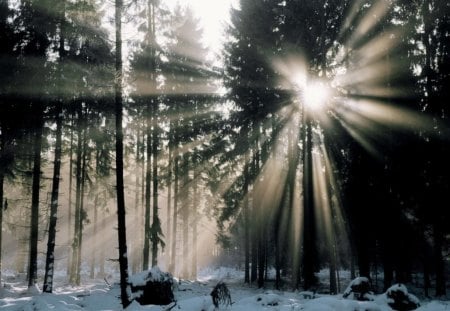 sunshine threw forest in winter - snow, forests, light, rays