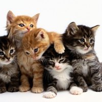 Cute kittens