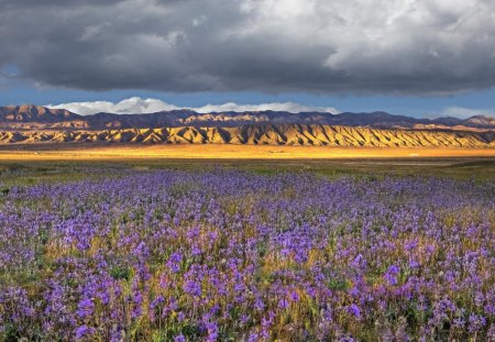 wild flowers in a california desert - fields, flwers, clouds, mountains, desert