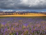 wild flowers in a california desert