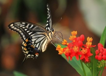 monarch for Cherie my dear friendâ™¥ - nature, beauty, paradise, butterflies