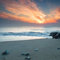 shells on a beach