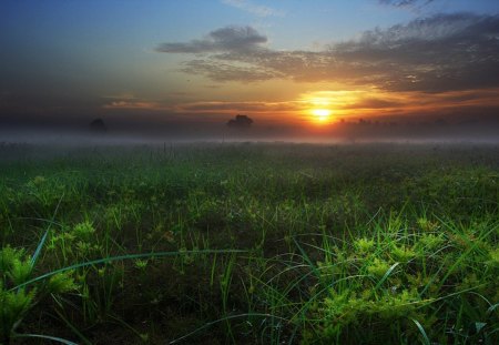 sunset on a misty field - field, trees, mist, sunset