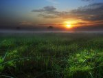 sunset on a misty field