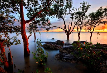 SUNSET SCENE - trees, sunset, landscape, river