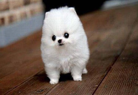 â™¥â™¥I'm Cuteâ™¥â™¥ - adorable, animals, dogs, pet, cute