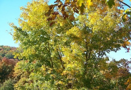 autumn #8 - fall, trees, autumn, industry, maine, sky, leaves