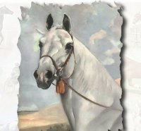 Grey Arabian Stallion - Horse 1