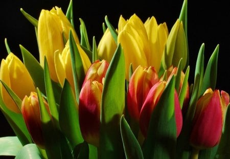 Colorful Tulips *** - Flowers & Nature Background Wallpapers on Desktop ...