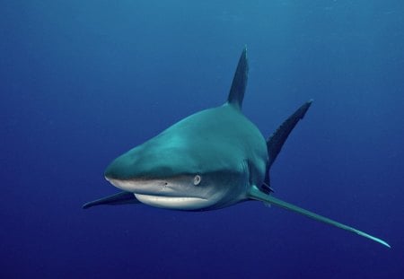 *** SHARK *** - fish, see, animals, shark