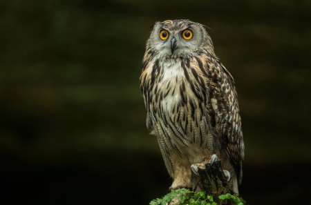 *** OWL *** - animals, owl, grey, color, birds