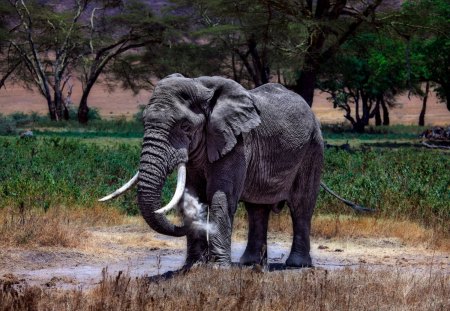 wild beauty - animal, beauty, wild, elephant, grey