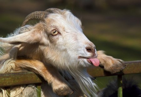 *** Goat *** - tongue, beard, horns, goat