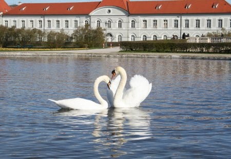 *** A pair of Swan *** - pair, swan, animals, birds