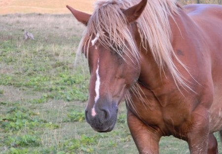 freedom - horse, animal, artistic, freedom